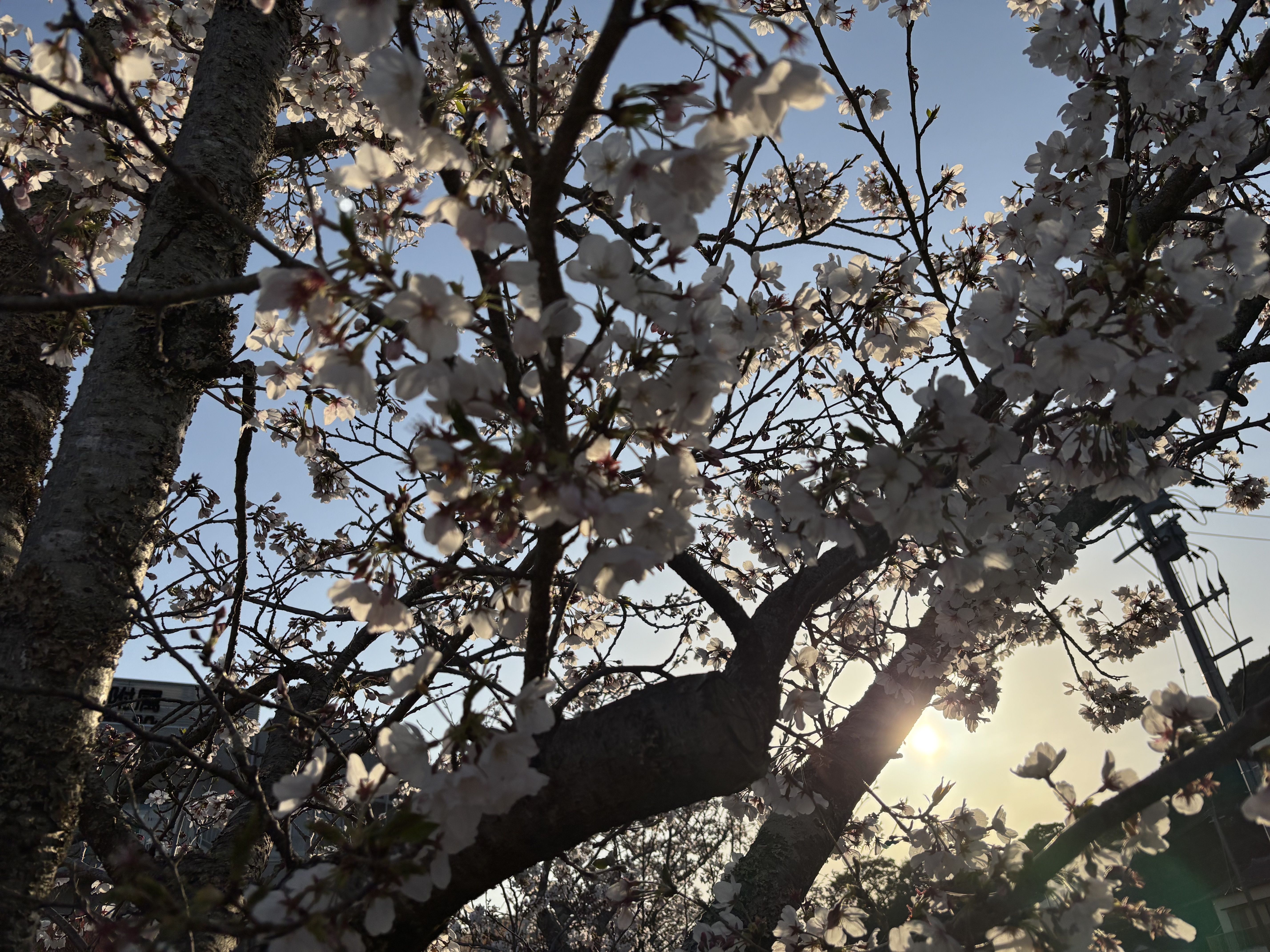 ソフィーナ iP ベースケア セラム＜土台美容液＞/SOFINA iP/美容液を使ったクチコミ（3枚目）