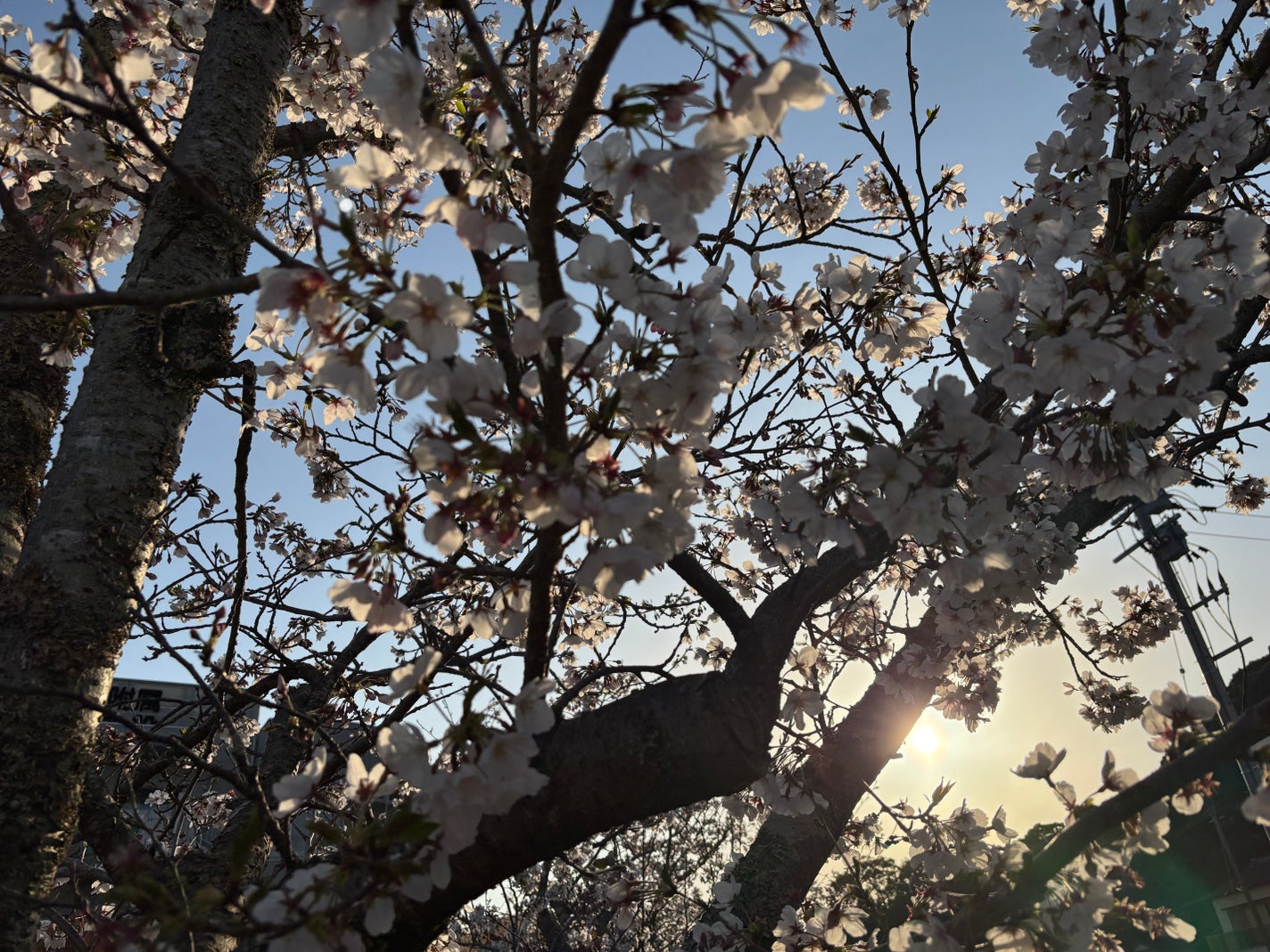 ソフィーナ iP ベースケア セラム<土台美容液>/SOFINA iP/美容液を使ったクチコミ(3枚目)