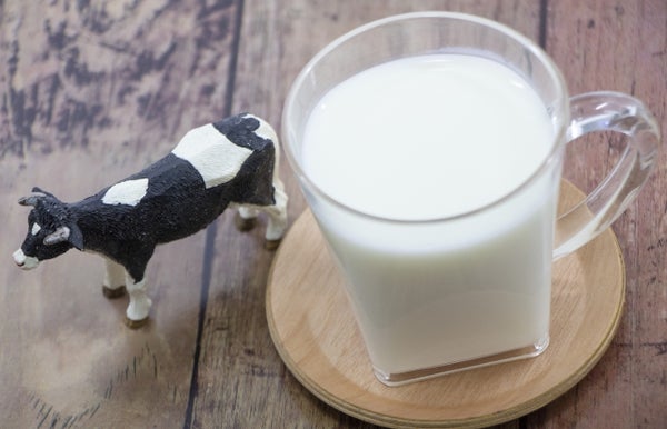 飲むヨーグルトと牛の置物