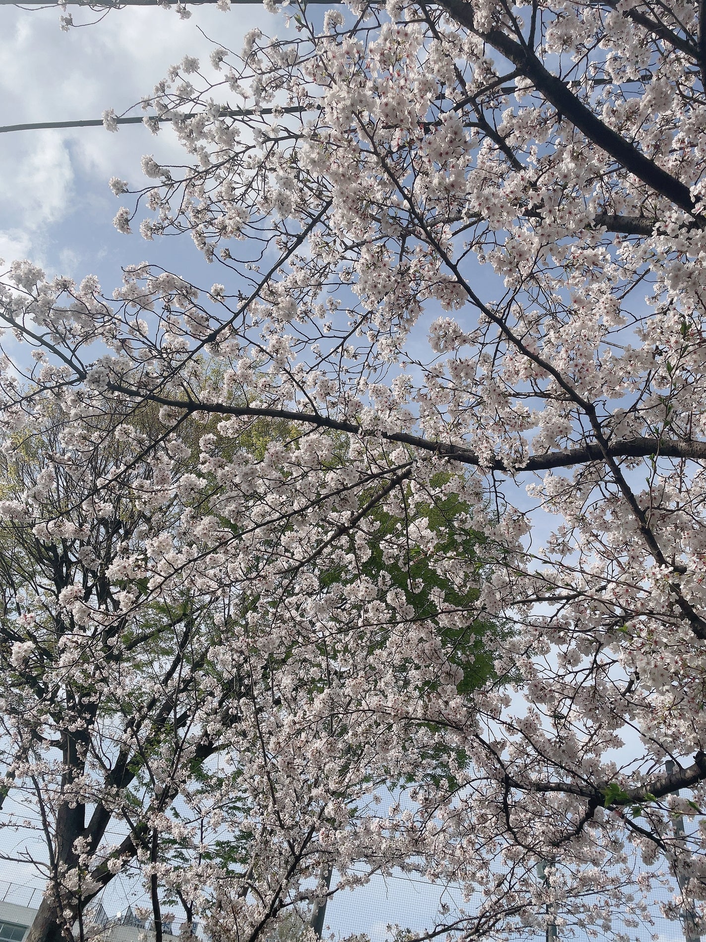 チアリー カラーズ フォー チークス/MARY QUANT/パウダーチークを使ったクチコミ(9枚目)