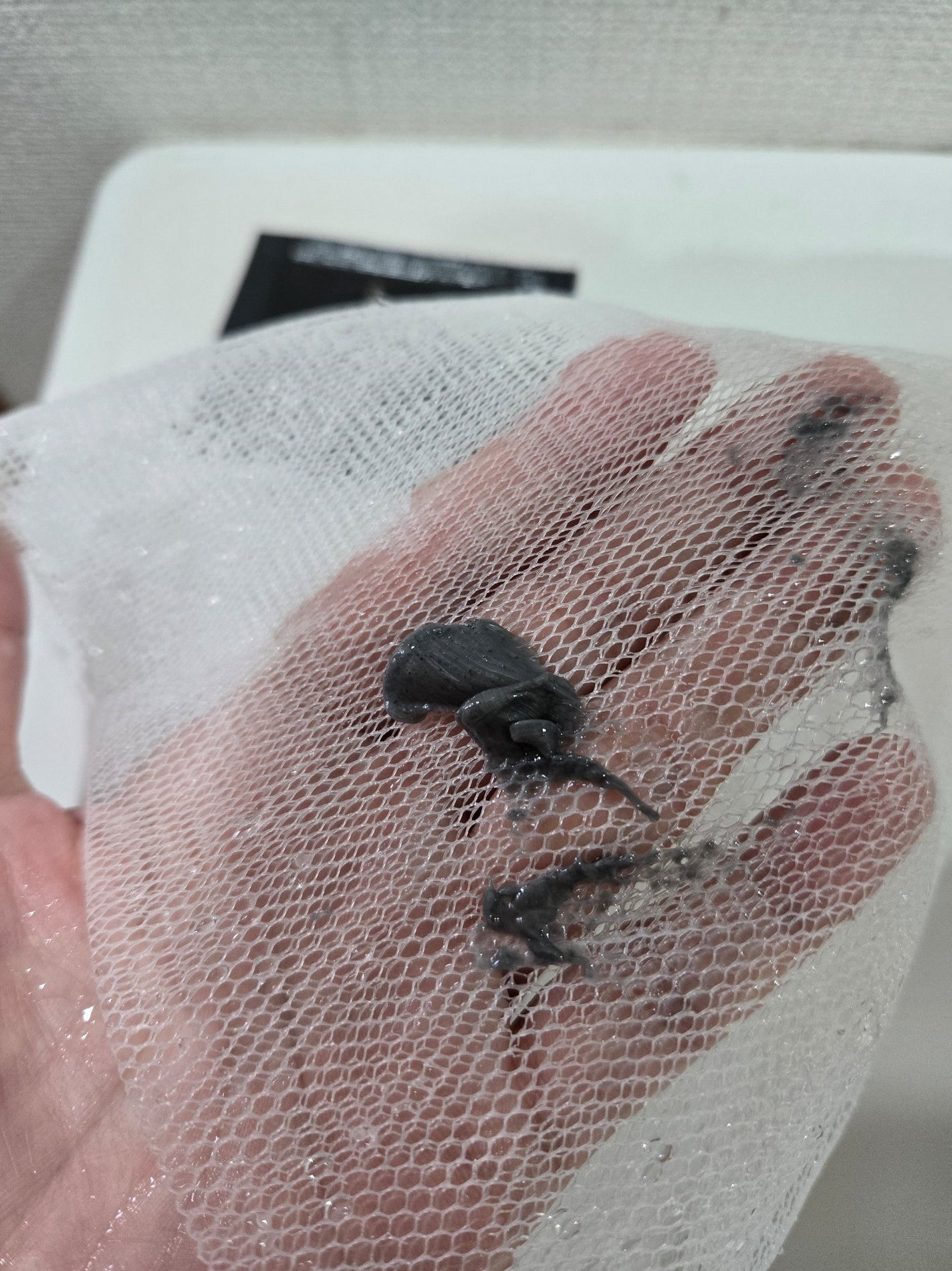 ポアクリア スクラブ ウォッシュ/ONE BY KOSE/洗顔フォームを使ったクチコミ(2枚目)