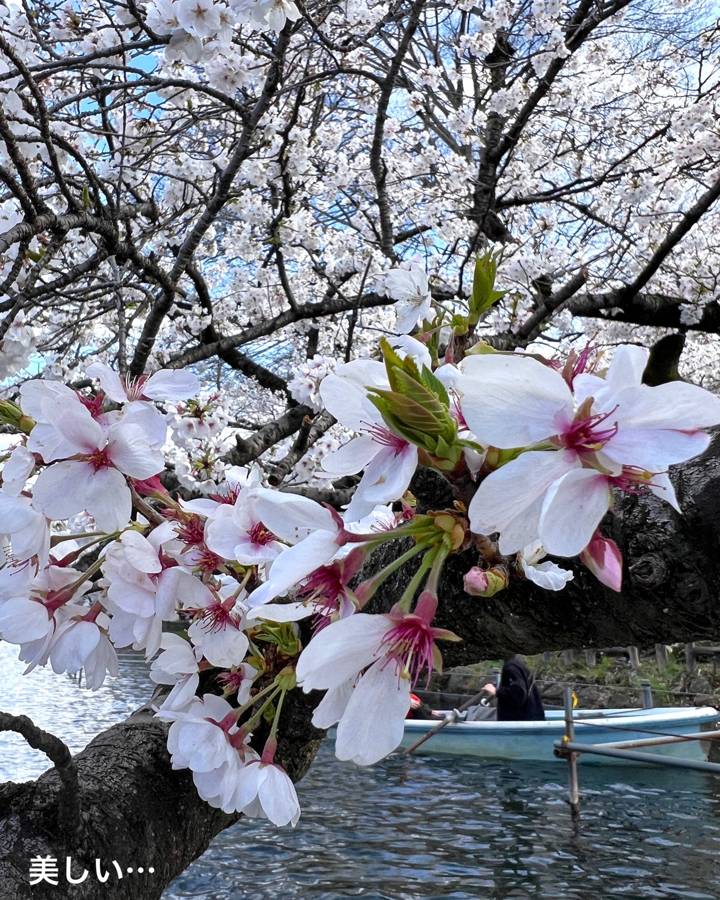 スキニーリッチシャドウ/excel/アイシャドウパレットを使ったクチコミ(7枚目)