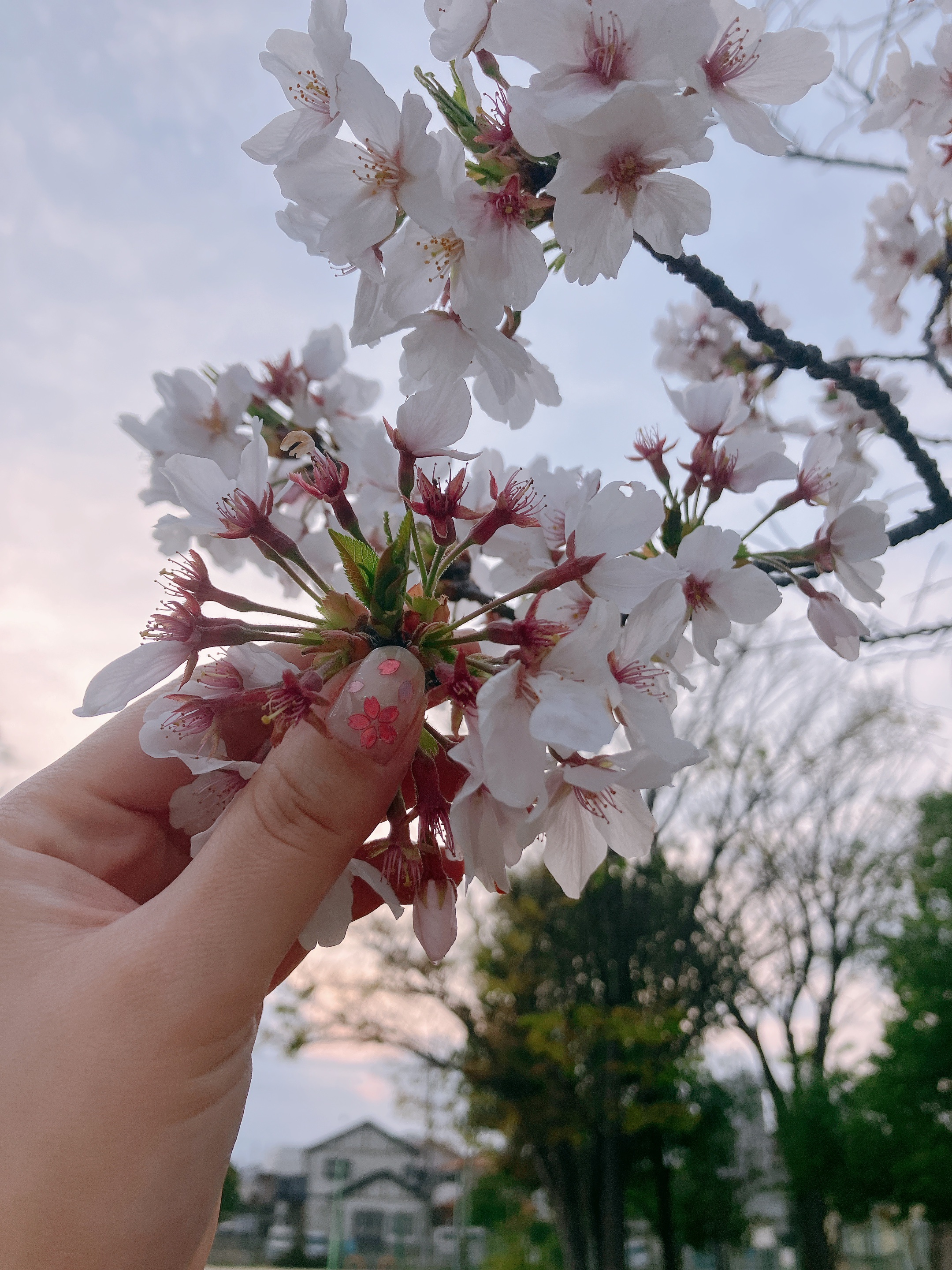 ネイルシール/DAISO/ネイルシールを使ったクチコミ（3枚目）