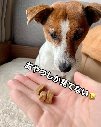 KYC★フォロバ120% on LIPS 「\愛犬の健康をサポート❣️/関節ケアに特化したMarly&Da..」(5枚目)