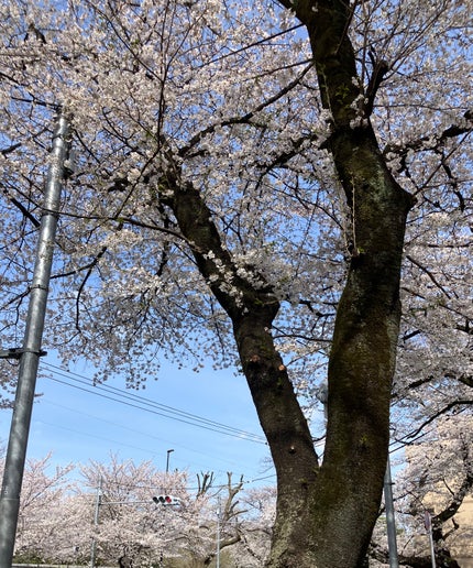 リシェ リップ&チーククリーム N/Visée/ジェル・クリームチークを使ったクチコミ(7枚目)