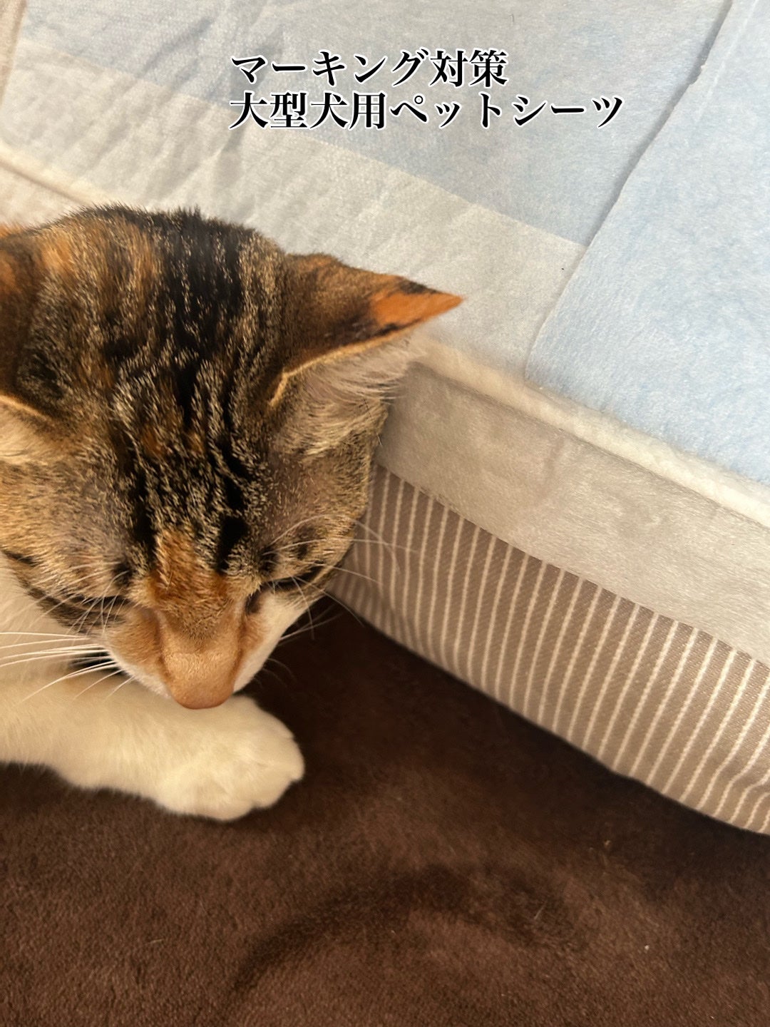 ðââ¬ã«ãããðŸ on LIPS ãã¡ã³ã«ãã4åç®ã®çºæ
æã3ã4æ¥å€§å£°ã§é³ŽããŠãŸããããã¡ãã¡..ãïŒ2æç®ïŒ