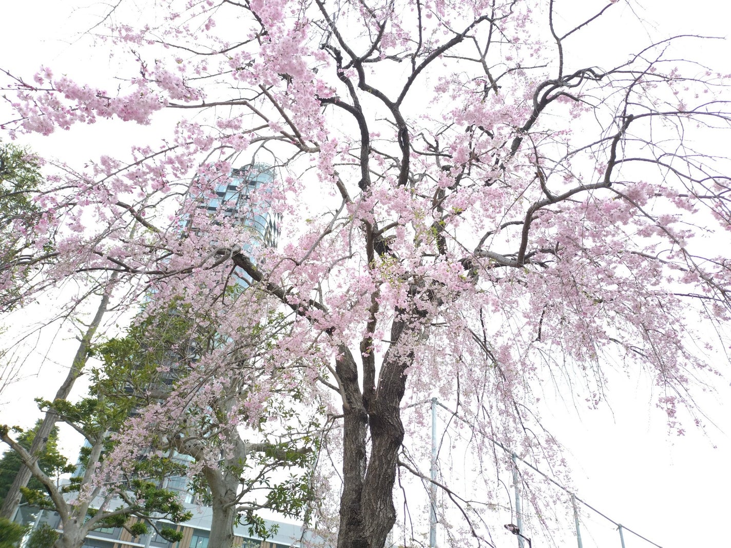 ディオール アディクト リップスティック/Dior/口紅を使ったクチコミ(5枚目)