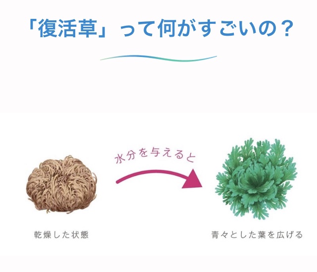 復活草ビフィダセラムファーミングドロップ/Abib /美容液を使ったクチコミ（2枚目）