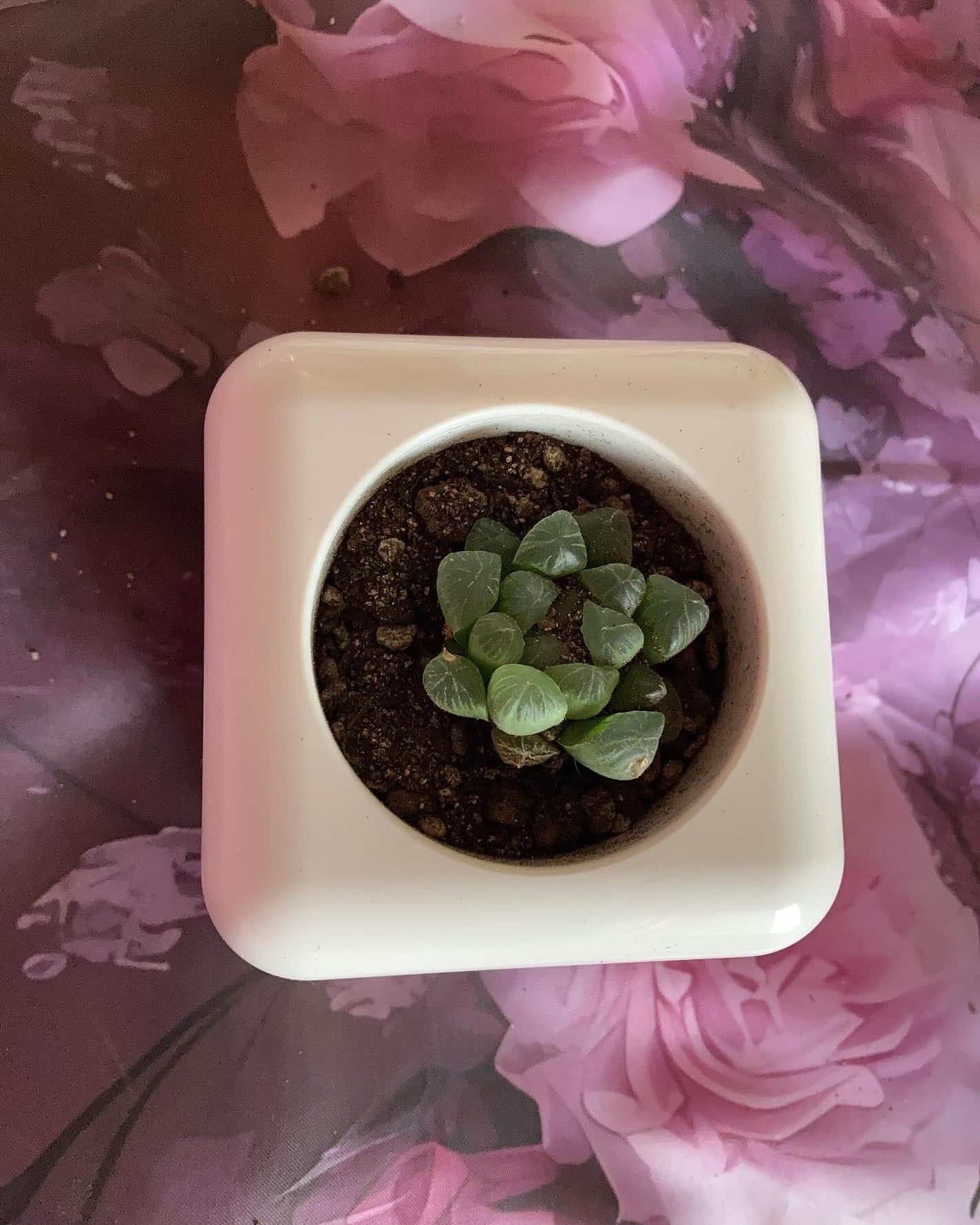 ちる様@ふぉろば on LIPS 「【PR】コエタスのモニターキャンペーンでいただいた[多肉植物専..」(7枚目)