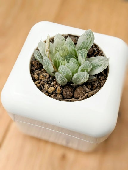 コスメ大好き☆きらら on LIPS 「コエタスのモニターキャンペーンで、多肉植物専用の室内用植木鉢 ..」(9枚目)