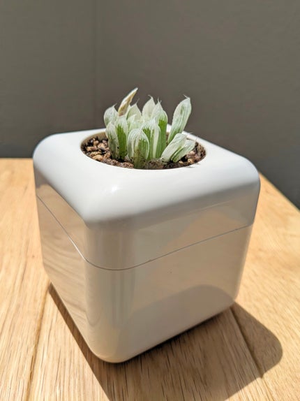 コスメ大好き☆きらら on LIPS 「コエタスのモニターキャンペーンで、多肉植物専用の室内用植木鉢 ..」(8枚目)