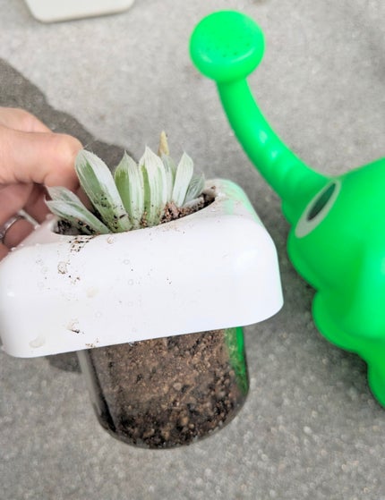 コスメ大好き☆きらら on LIPS 「コエタスのモニターキャンペーンで、多肉植物専用の室内用植木鉢 ..」(5枚目)