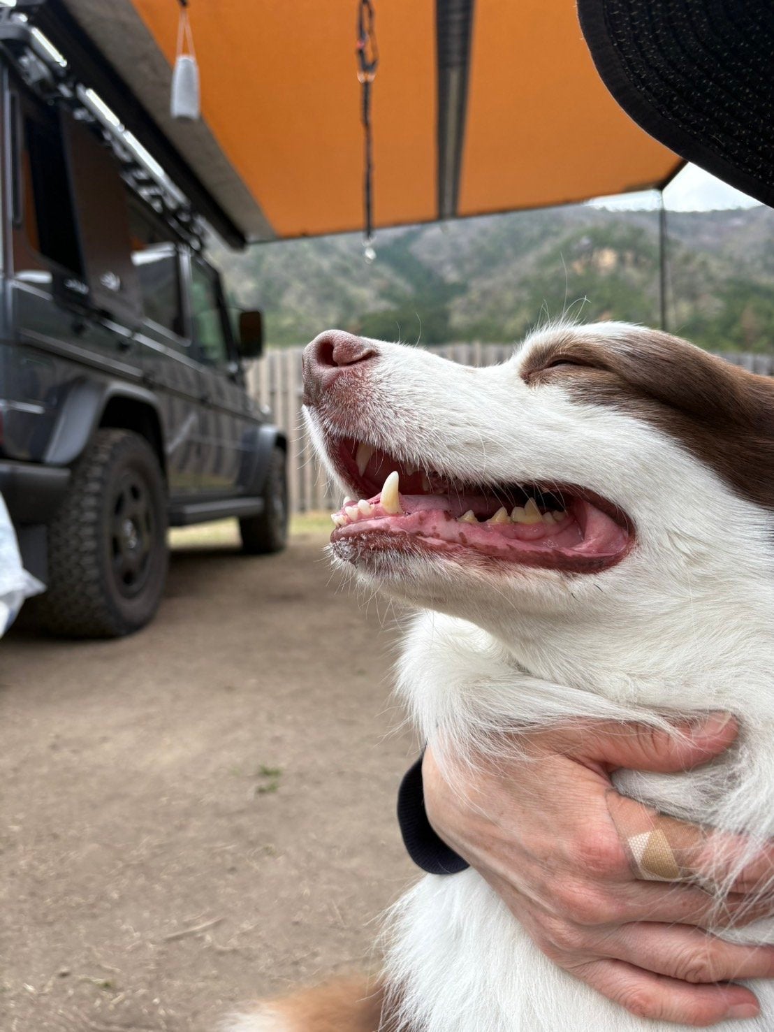 ハリーハリー 薬用おとなの美くびクリーム リッチ(医薬部外品)/ハリーハリー/ネック・デコルテケアを使ったクチコミ(7枚目)