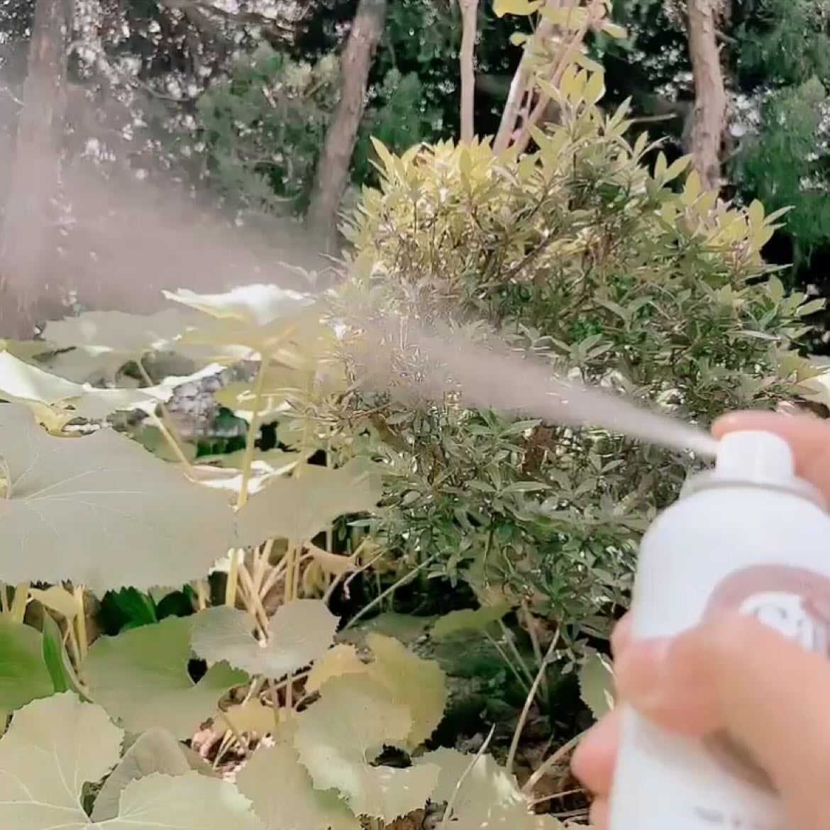 Hair &Body リフレッシャー ブルーミング/Savon du Savota/ドライシャンプーを使ったクチコミ(4枚目)