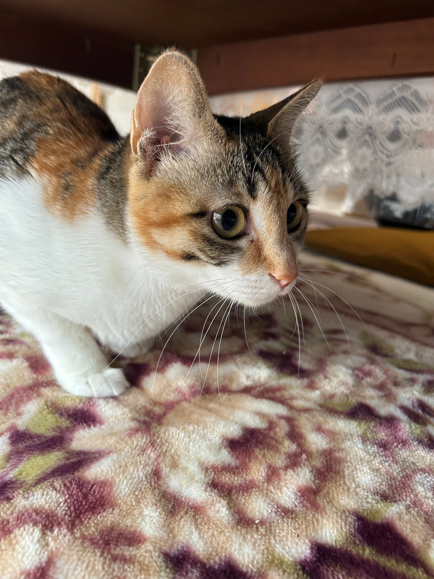 ðââ¬ã«ãããðŸ on LIPS ãæç³žããŠãšãªã¶ãã¹ã«ã©ãŒå€ããŸããããã¹ãã1é±éåããªãã£ã..ãïŒ3æç®ïŒ