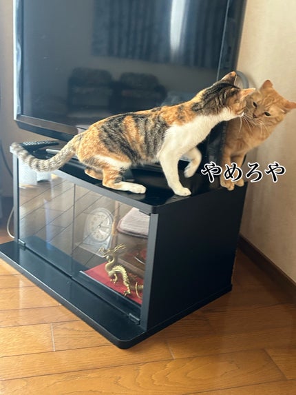 ðââ¬ã«ãããðŸ on LIPS ãæç³žããŠãšãªã¶ãã¹ã«ã©ãŒå€ããŸããããã¹ãã1é±éåããªãã£ã..ãïŒ4æç®ïŒ