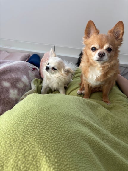 イレジスティブル ヘア ミスト/GIVENCHY/ヘアミストを使ったクチコミ(5枚目)