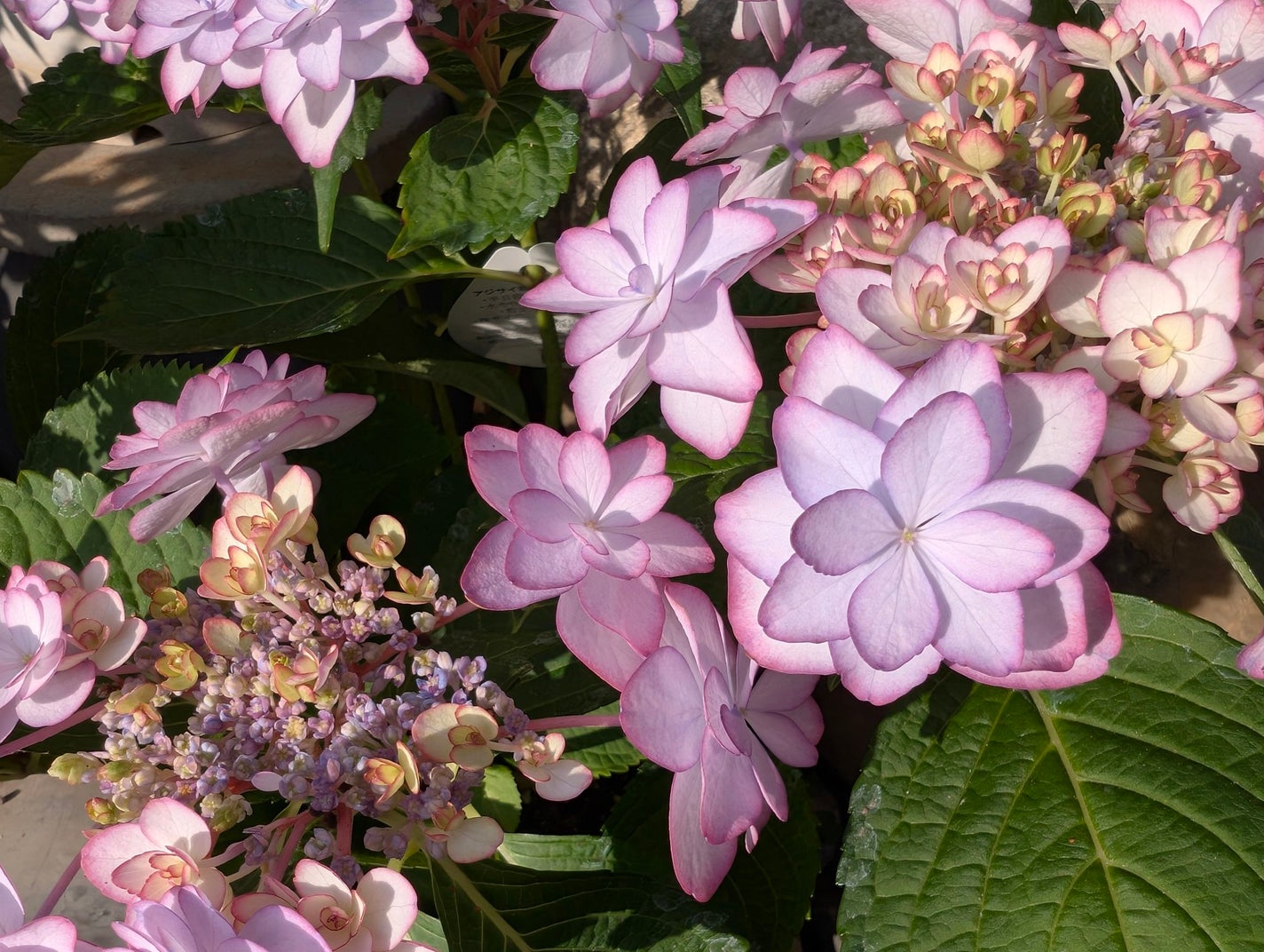 トリートメントローション(ブライトニング)しっとり/アクアレーベル/化粧水を使ったクチコミ(2枚目)