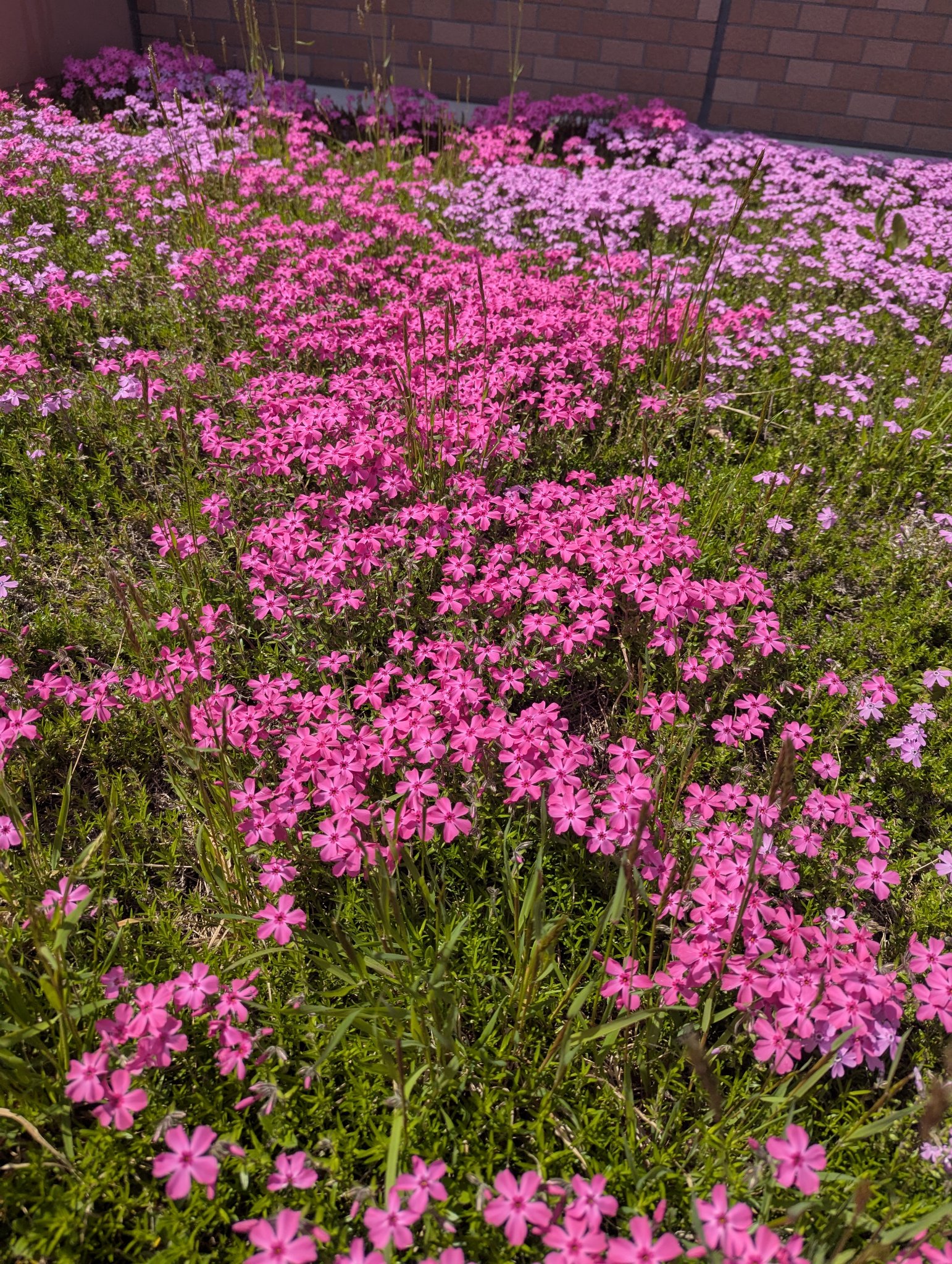 ムードペブルネイル/rom&nd/マニキュアを使ったクチコミ（3枚目）