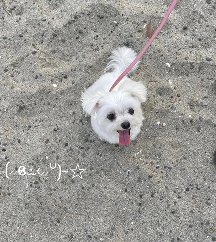 ピュア ブラッシュド サンシャイン チーク/PERIPERA/パウダーチークを使ったクチコミ(2枚目)