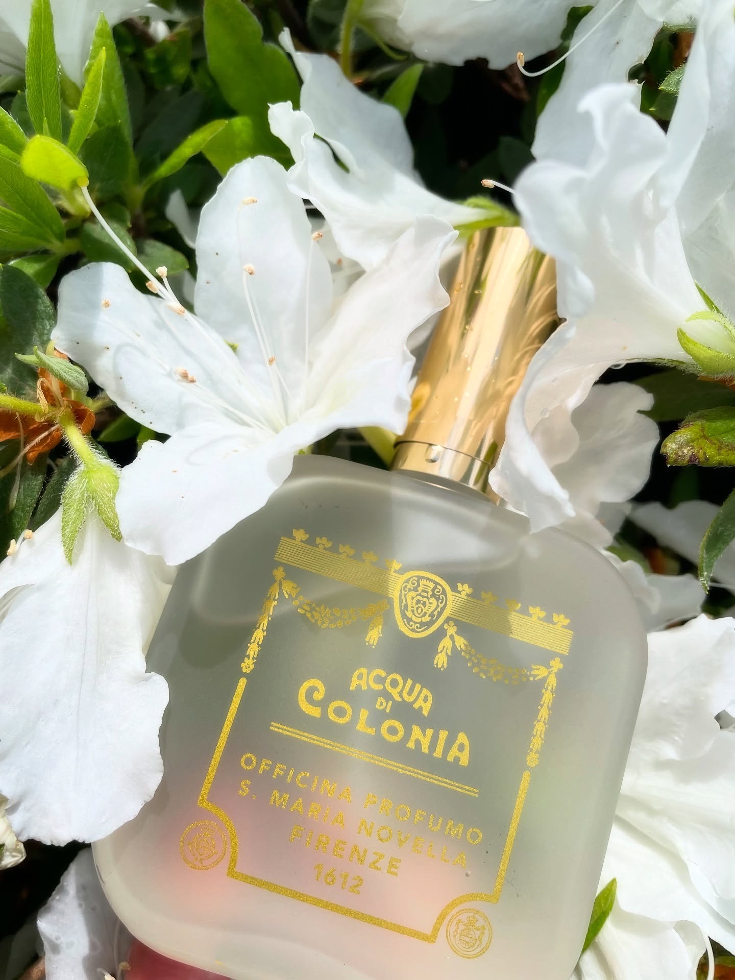 未使用品 サンタ マリア ノヴェッラ オーデコロン フリージア 50ml サンタ・マリア・ノヴェッラ / オーデコロン フリージアの公式