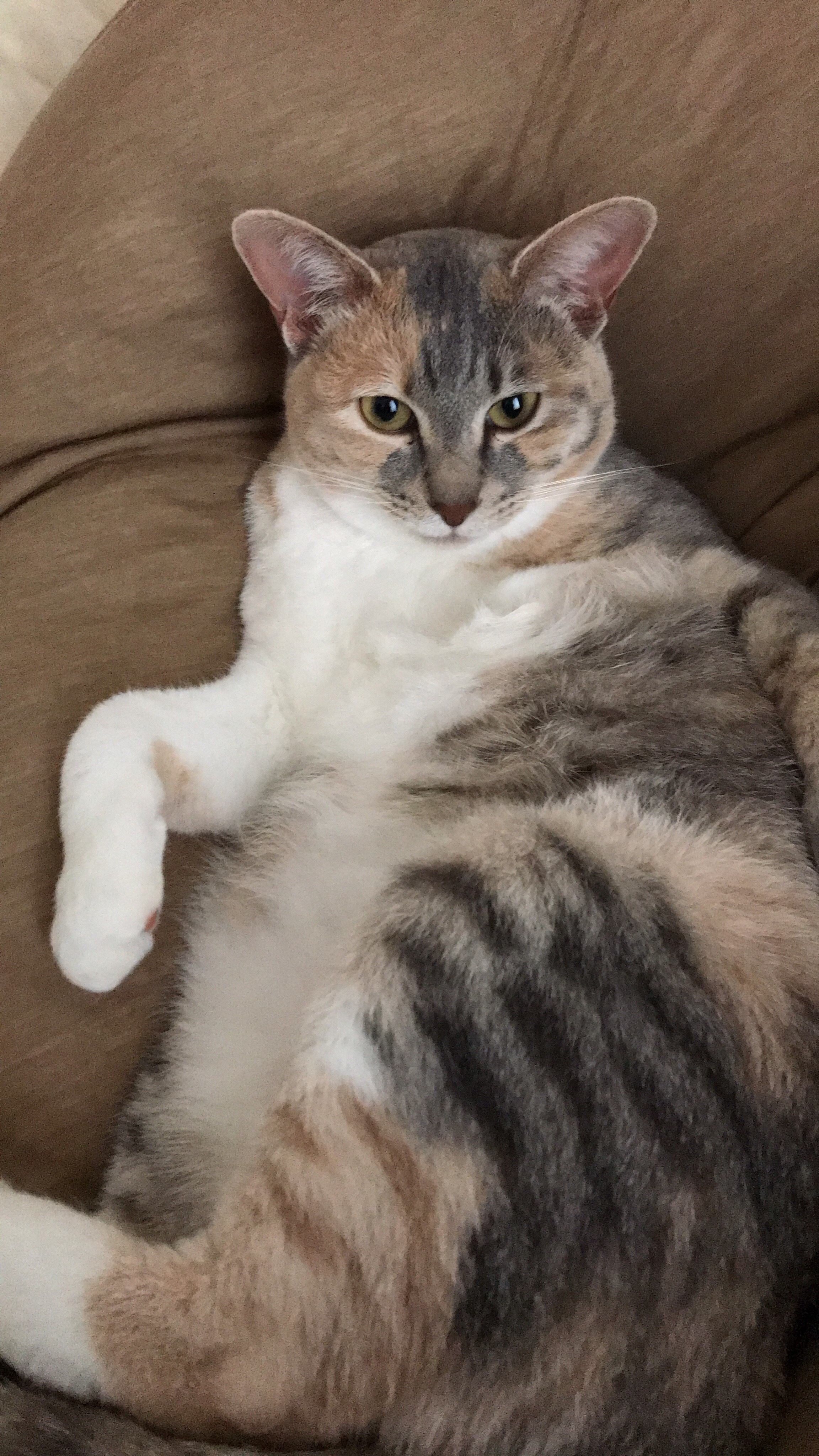 リポソーム アドバンスト　リペアセラム 30ml/DECORTÉ/美容液を使ったクチコミ（1枚目）