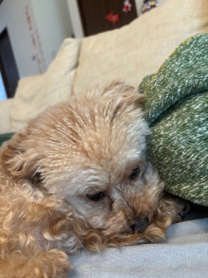 を使ったクチコミ(1枚目)