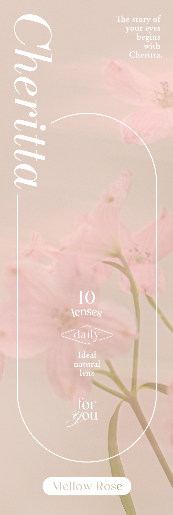 Cheritta 1day メロウロゼ(Mellow Rose)