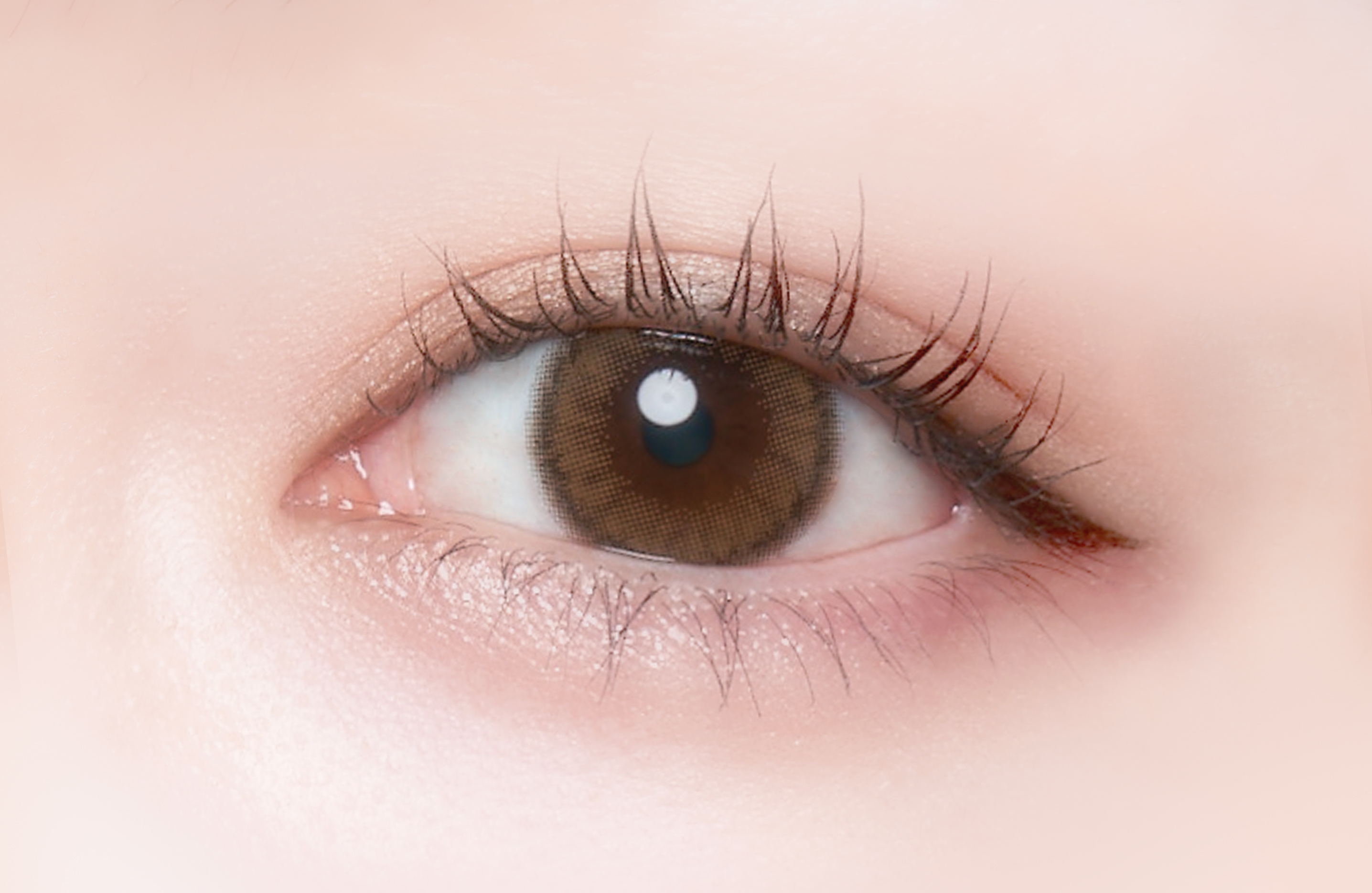 Cheritta 1day パピーブラウン(Puppy Brown)