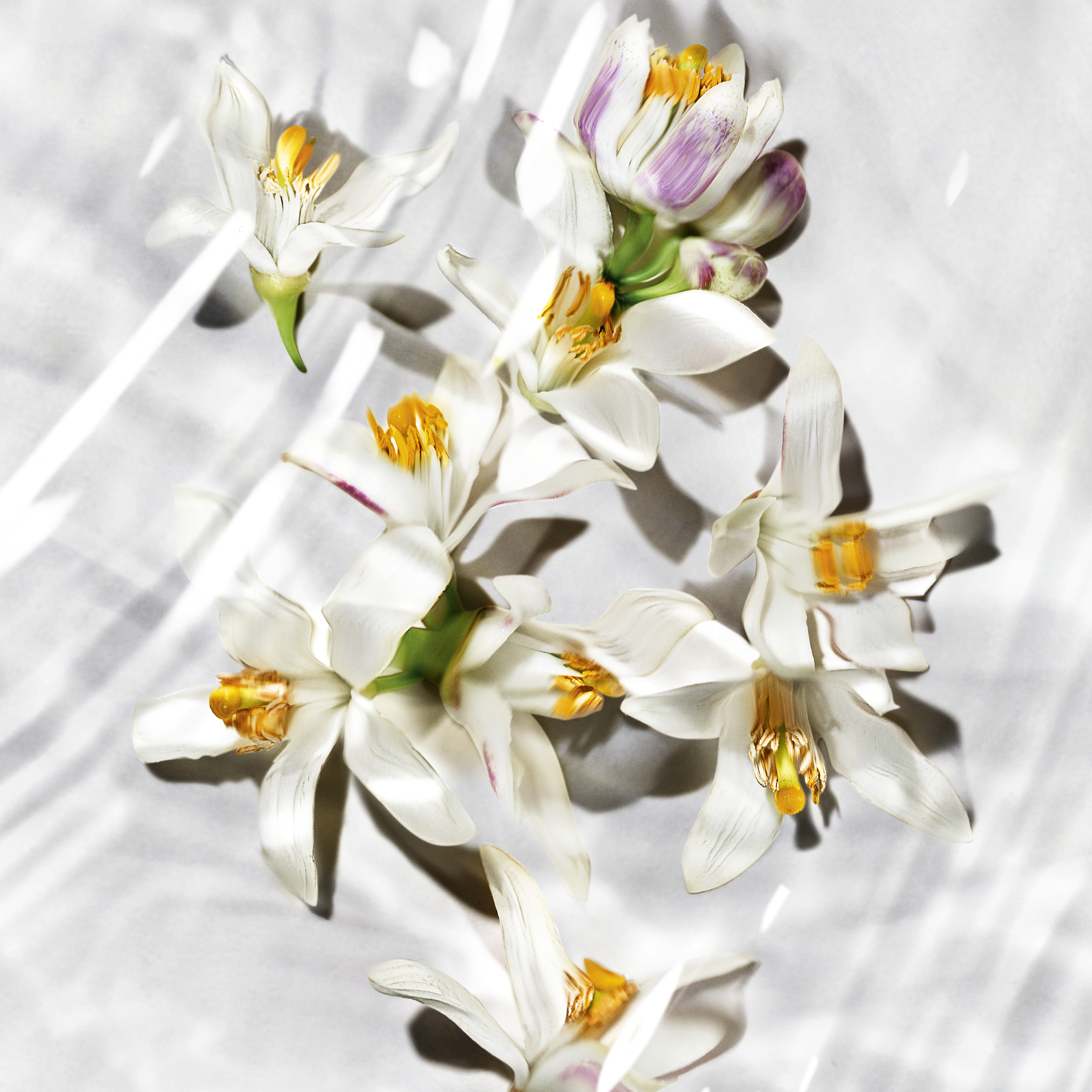 リブレ ロー ニュ​/YVES SAINT LAURENT BEAUTE/香水(レディース)を使ったクチコミ（3枚目）