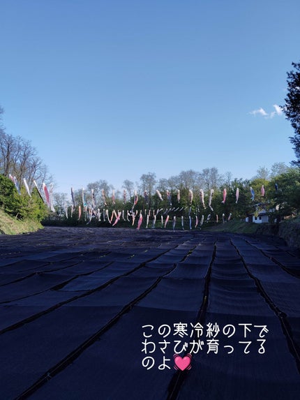 ニコニコにゃー on LIPS 「安曇野の大人気観光スポット✨【大王わさび農場】入場料無料なのよ..」(5枚目)