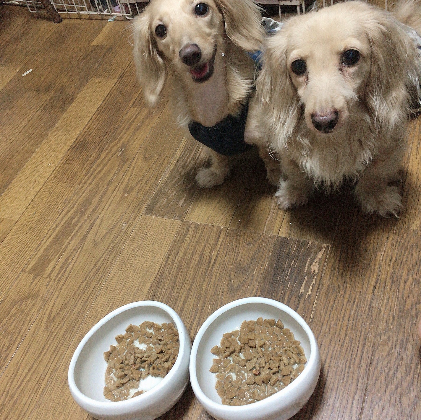 Sarhto on LIPS 「犬の1週間は人間の一年分という事を獣医師から聞きました。以来、..」(4枚目)