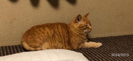 藍さん on LIPS 「うちの猫集2#猫..」(6枚目)