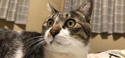 藍さん on LIPS 「うちの猫集2#猫..」(5枚目)