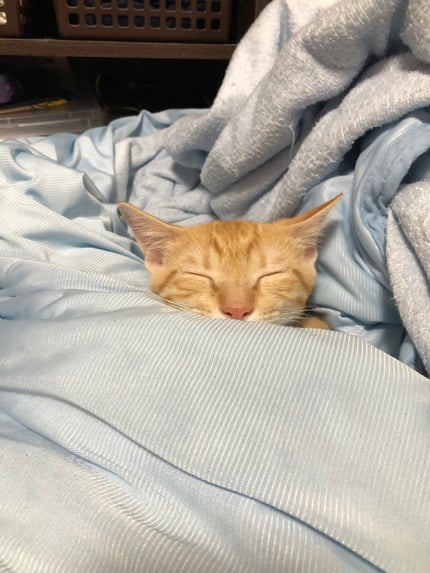 藍さん on LIPS 「うちの猫集2#猫..」(9枚目)