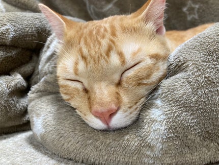 藍さん on LIPS 「うちの猫集#猫..」(10枚目)