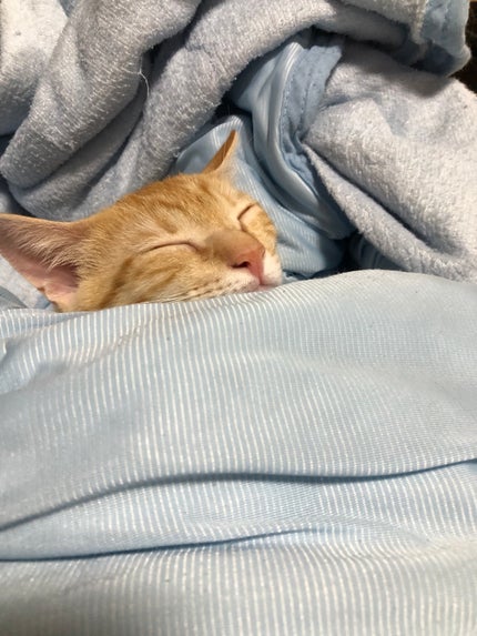 藍さん on LIPS 「うちの猫集2#猫..」(10枚目)