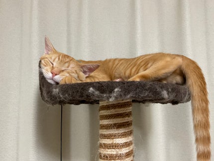 藍さん on LIPS 「うちの猫集2#猫..」(8枚目)