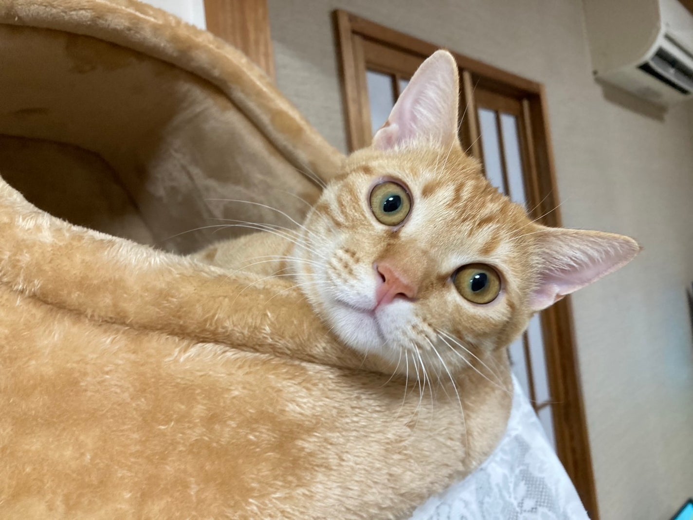 藍さん on LIPS 「うちの猫集2#猫..」(3枚目)