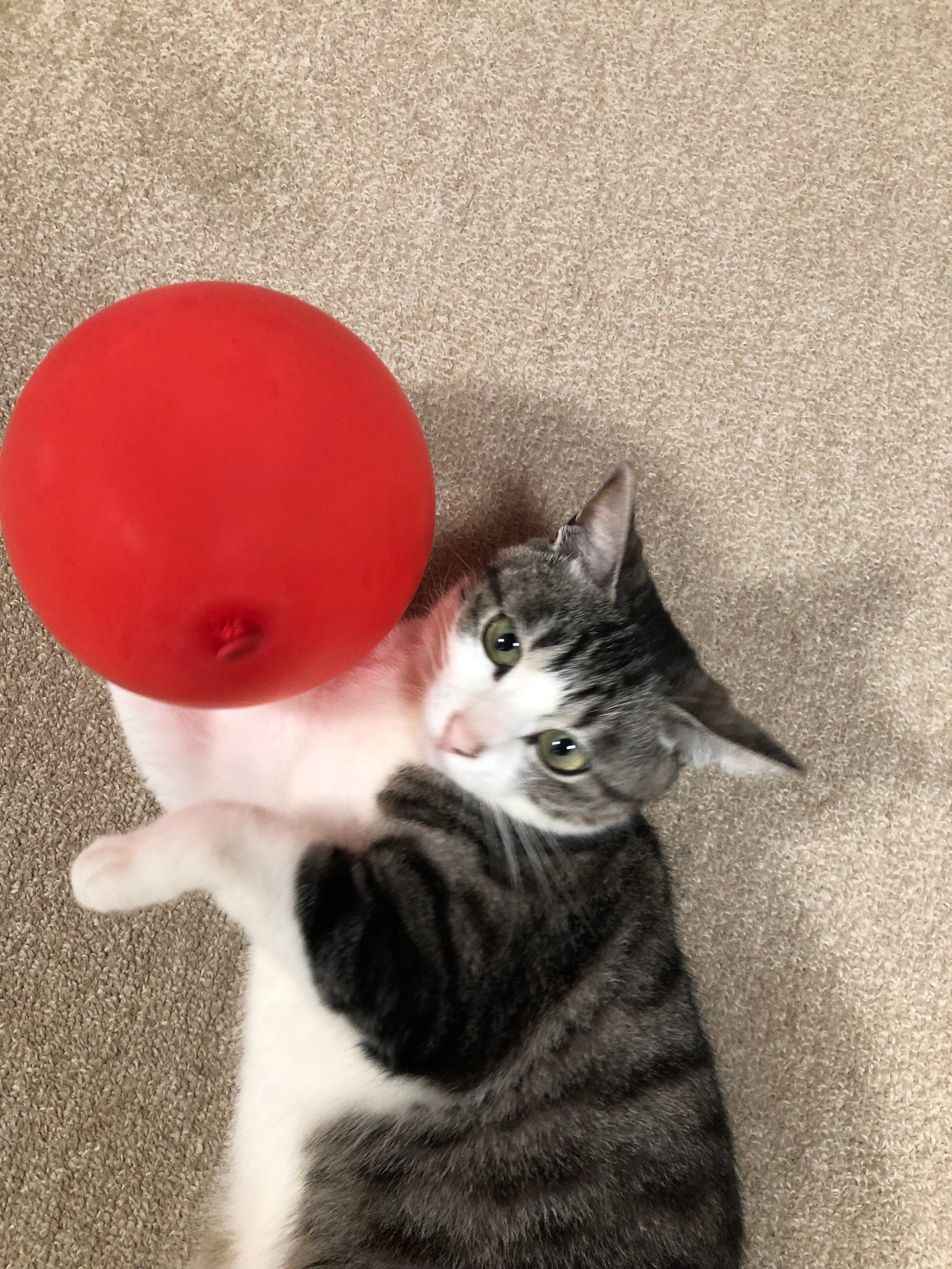 藍さん on LIPS 「うちの猫集#猫..」(2枚目)