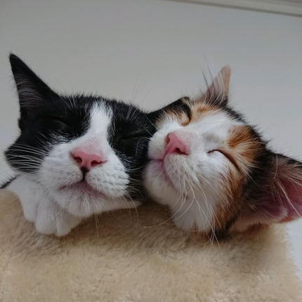 藍さん on LIPS 「うちの猫集#猫..」(4枚目)