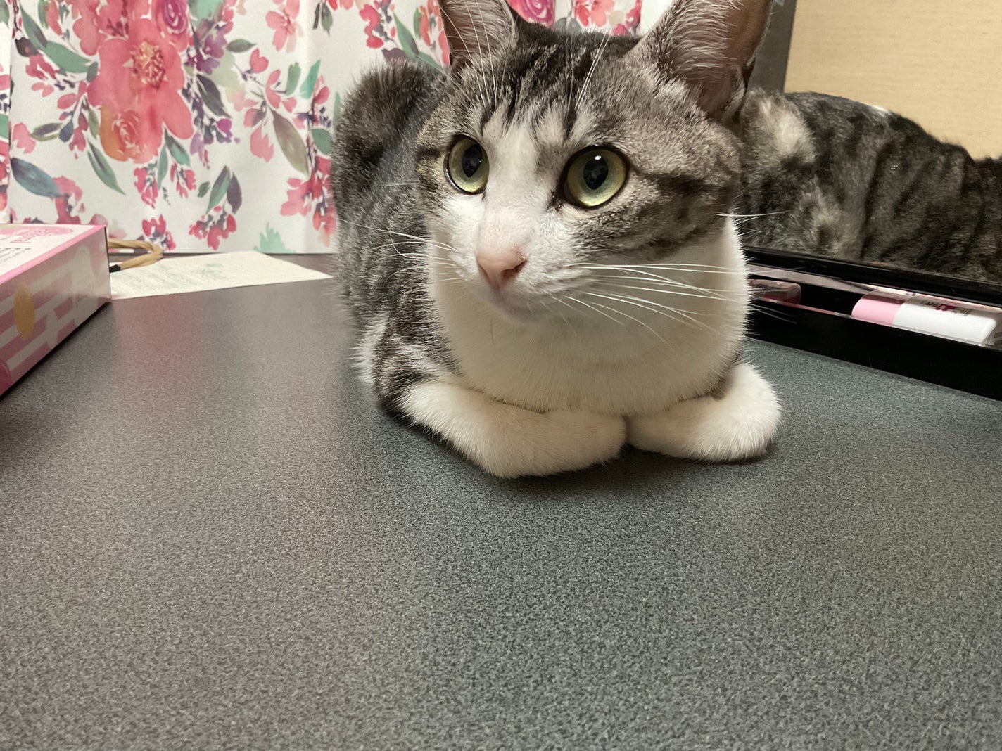 藍さん on LIPS 「うちの猫集#猫..」(7枚目)