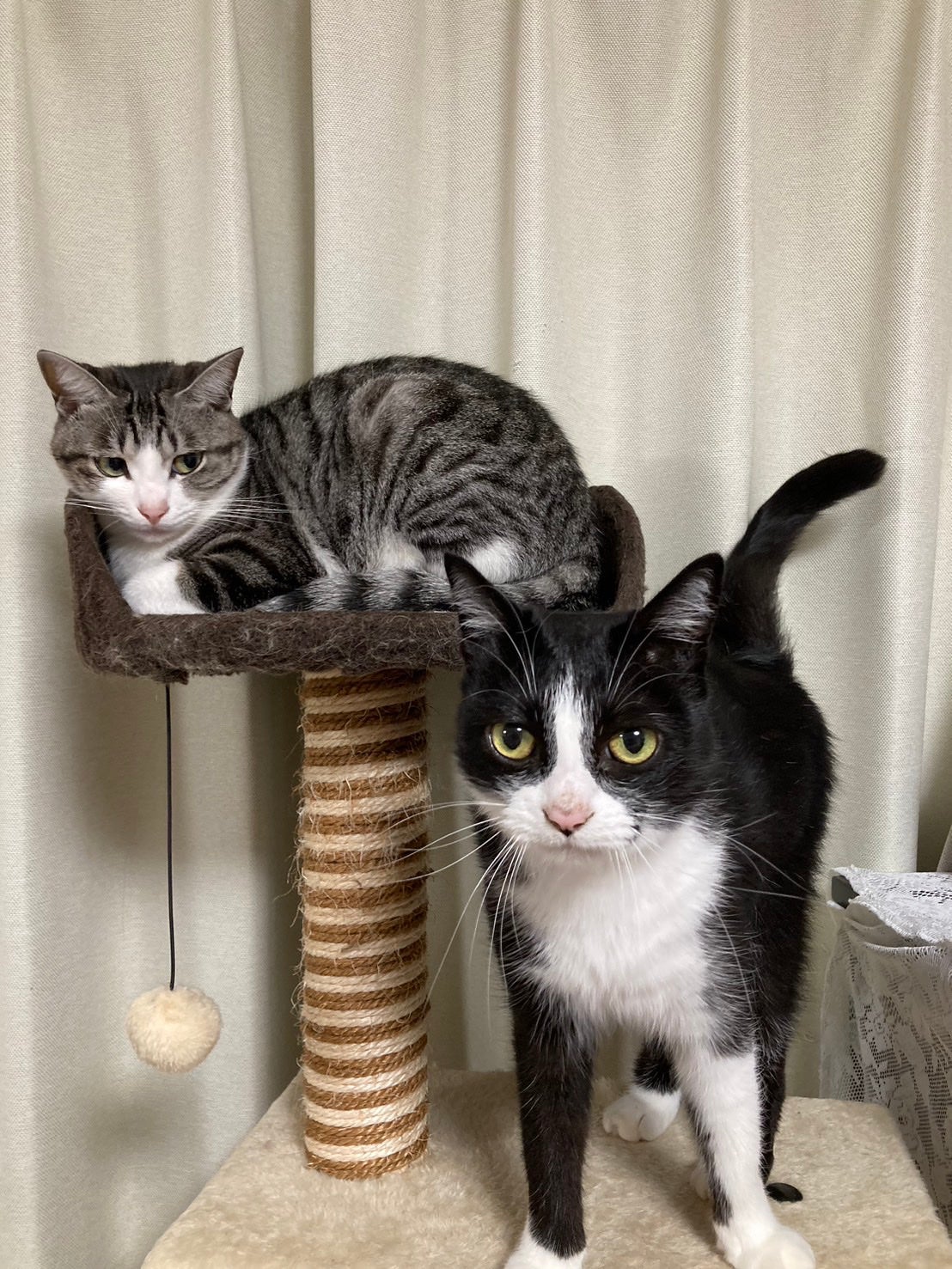 藍さん on LIPS 「うちの猫集2#猫..」(1枚目)