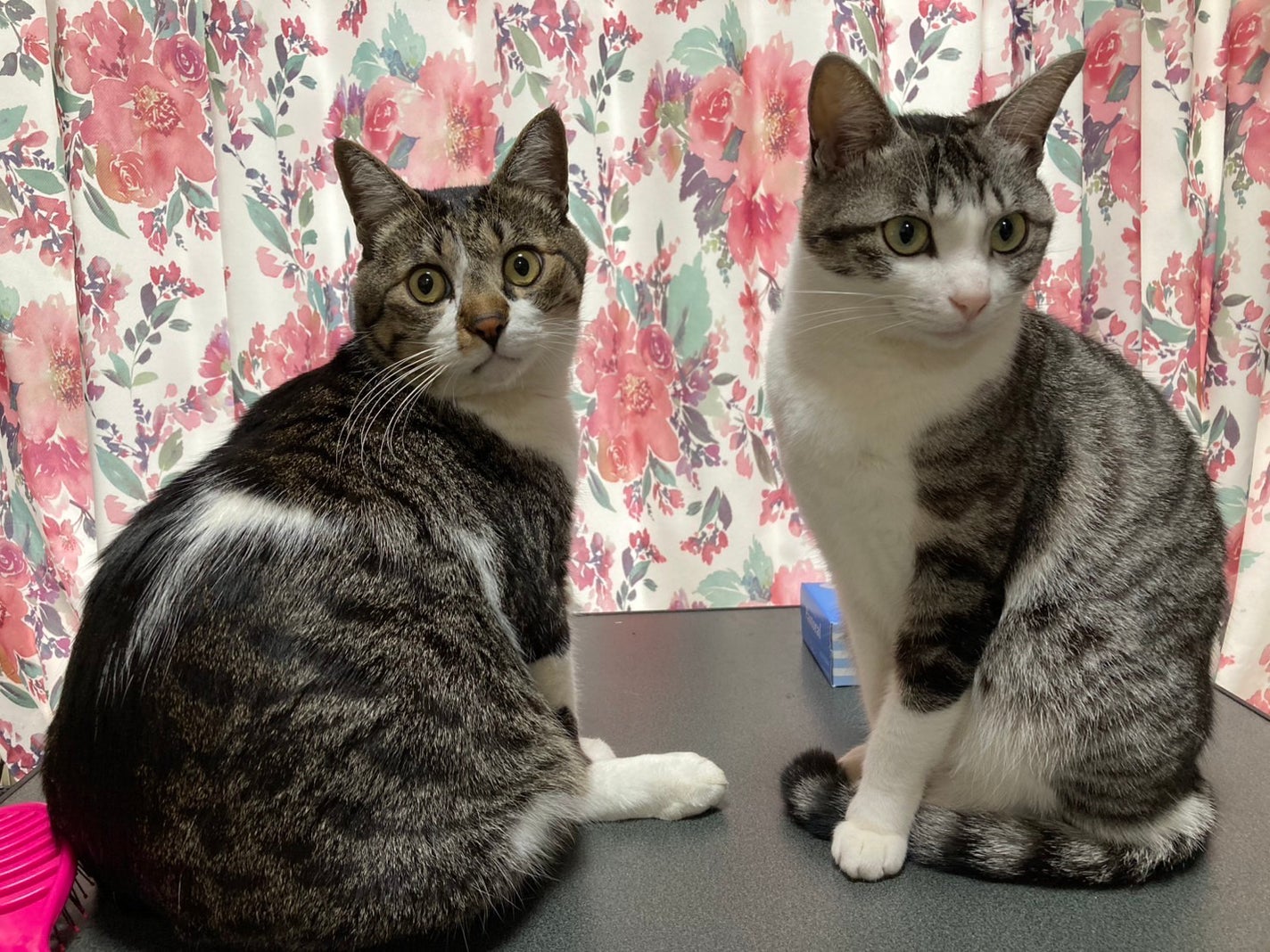 藍さん on LIPS 「うちの猫集#猫..」(6枚目)