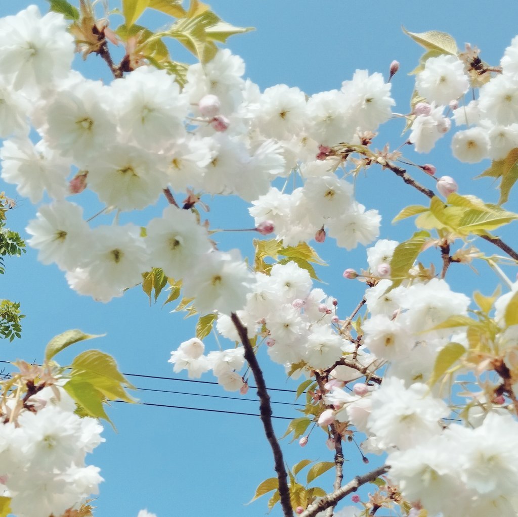 ドットオンムードワンウェイグロイティント/Heart Percent/リップティントを使ったクチコミ（3枚目）