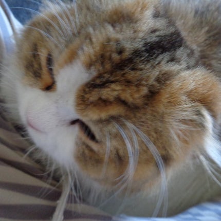 ハトムギ化粧水(ナチュリエ スキンコンディショナー R )/ナチュリエ/化粧水を使ったクチコミ(6枚目)