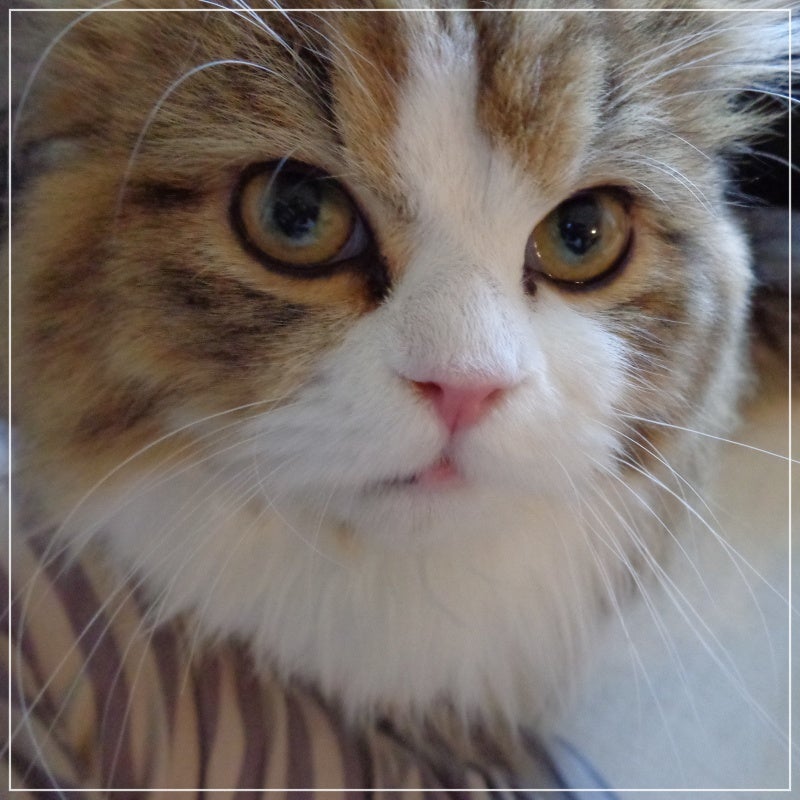 ハトムギ化粧水(ナチュリエ スキンコンディショナー R )/ナチュリエ/化粧水を使ったクチコミ(5枚目)