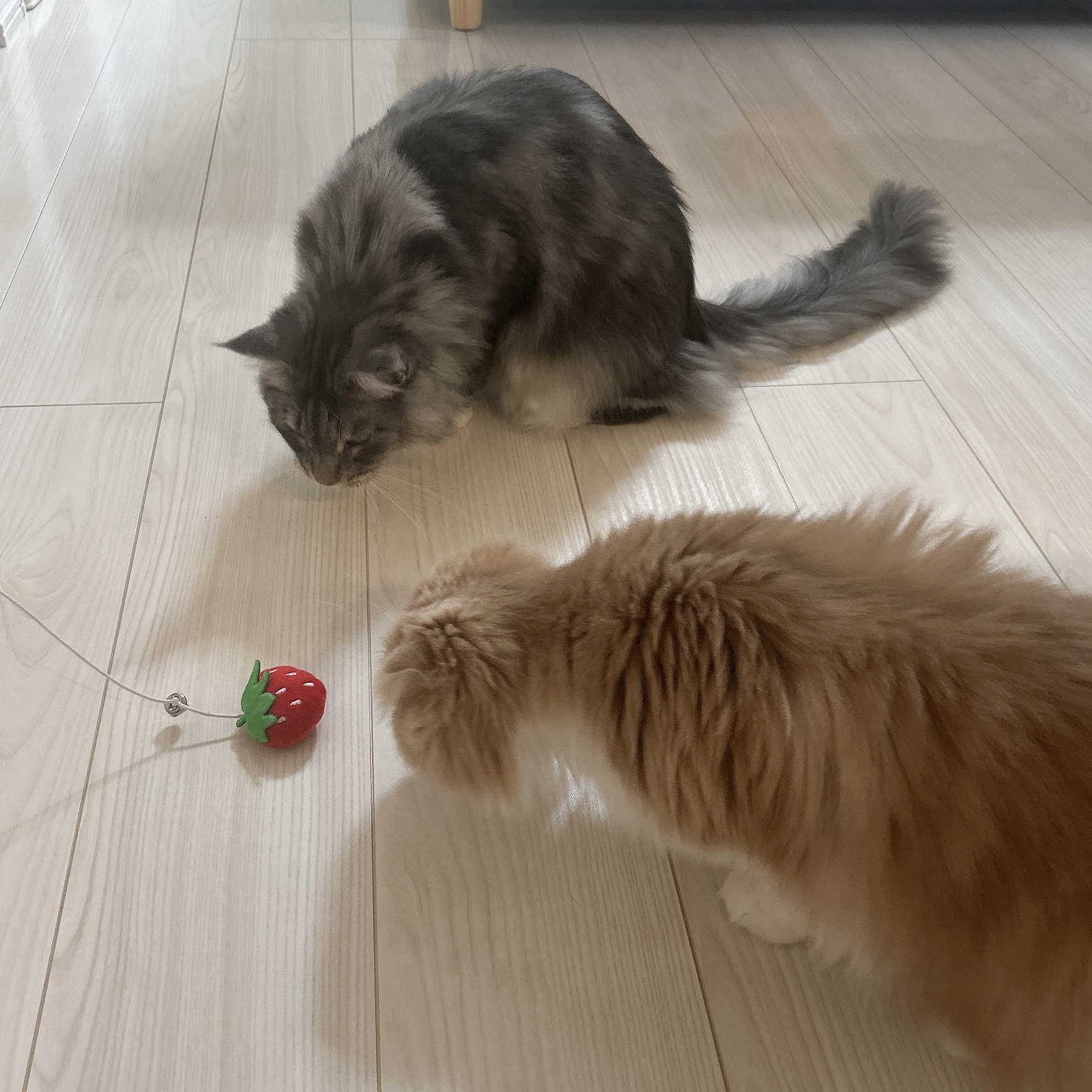 ペット用トイキャットスティックいちご/セリア/その他を使ったクチコミ（2枚目）