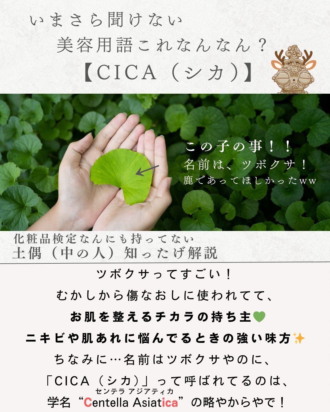 センテラ アンプル/SKIN1004/美容液を使ったクチコミ（2枚目）