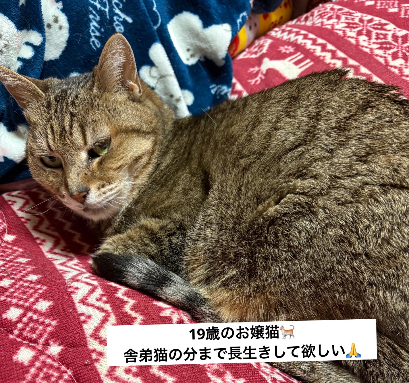 ðç«å¥œããã«ã³ðæ°ãŸãããŒã¡ãŒã¡æçš¿ðŸé »åºŠäžãããŸãðŠ on LIPS ããããããããããããããã...ãããããïŒæ24æ¥ã®ä»æ¥ã..ãïŒ6æç®ïŒ